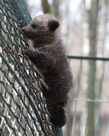little bear in a zoo