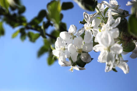 Apple tree in bloom on the sky background