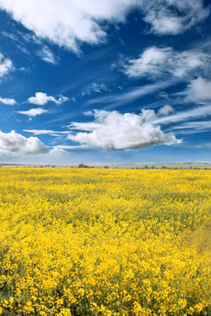 rape field with blue sky