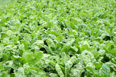 Field with sugar beet