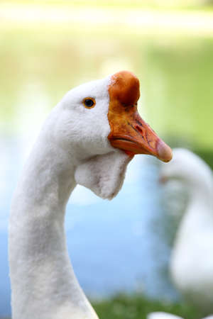 Goose Close-up portrait  on a green backgroundの写真素材