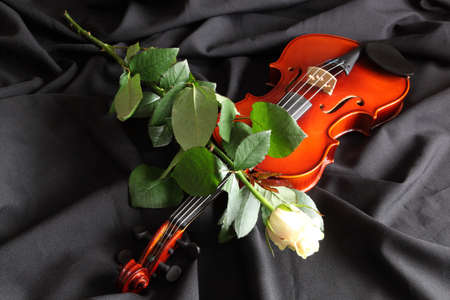Violin with a white rose on a black backgroundの写真素材