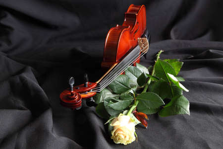 Violin with a white rose on a black backgroundの写真素材