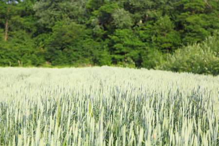 A field of wheat. green earsの写真素材