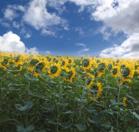field of sunflowers. beautiful yellow flowers