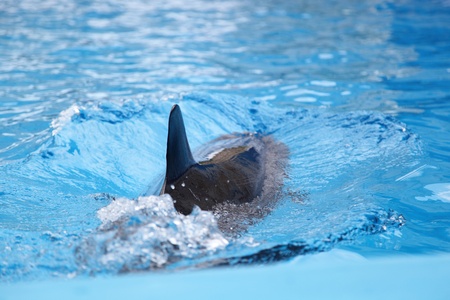 Dolphin in the clear waterの写真素材