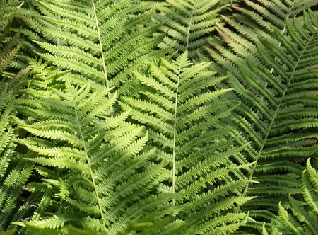 Green fern leaf close up