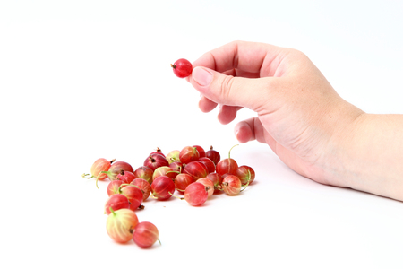 Gooseberry in hand isolated on white backgroundの写真素材