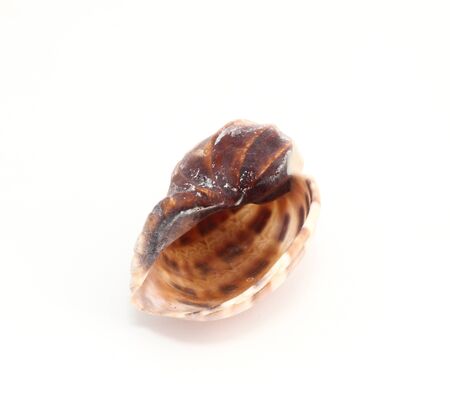 Shell on a white background