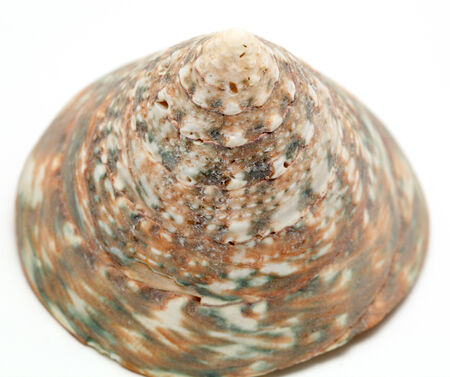 shell on a white background
