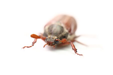 On a photo chafer isolated on white