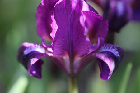 Close up of purple iris flowers