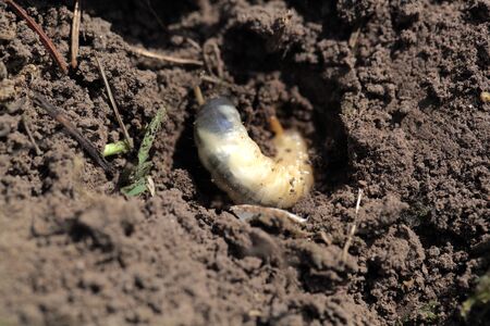 larva of may-bug  buried in the ground
