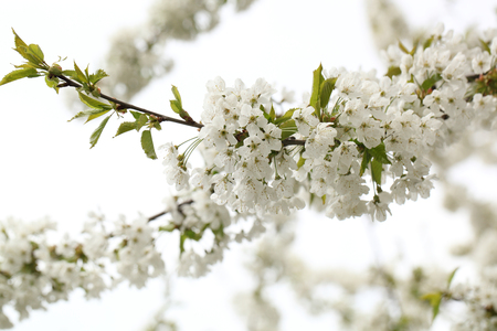Spring blooming cherry.の写真素材