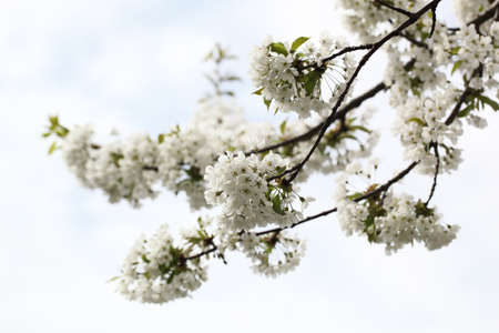 Spring blooming cherry. Petals on a flower cherry