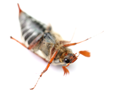 chafer lying on his back