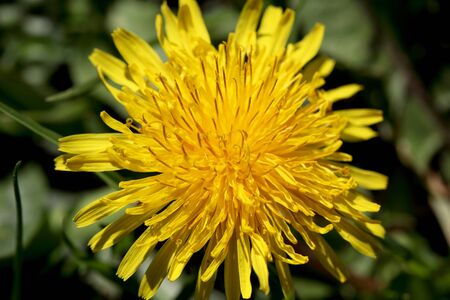 Yellow dandelion flower in the grass background