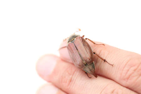 On a photo chafer isolated on white