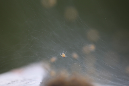 small colony of spiders in the webの写真素材