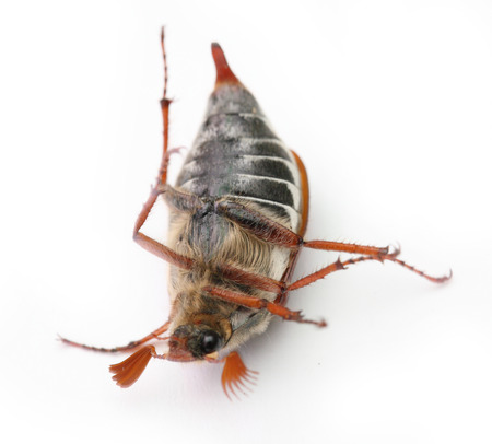 On a photo chafer isolated on whiteの写真素材