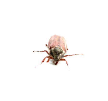 chafer closeup isolated on a white backgroundの写真素材