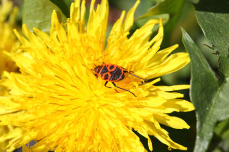 The photo Dandelion and insect close-up