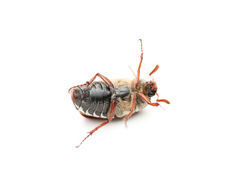 On a photo chafer isolated on white