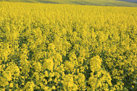 In the photo the rape field. Ukraineの写真素材