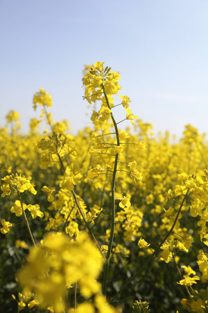 In the photo the rape field. Ukraine