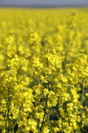 In the photo the rape field. Ukraine