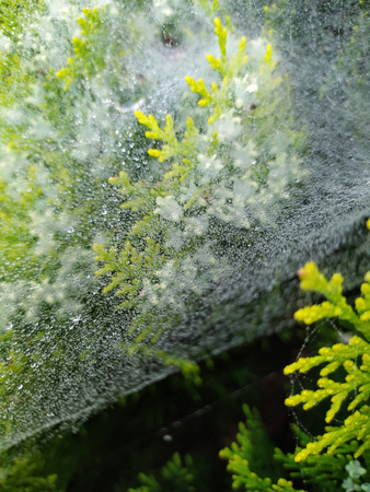 droplets of rain on the spider webの写真素材
