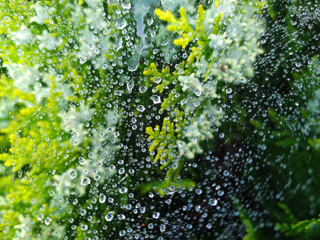droplets of rain on the spider webの写真素材