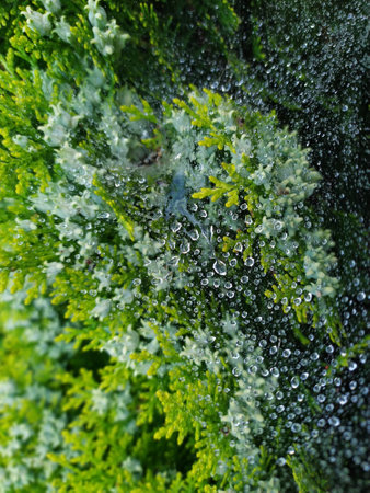 droplets of rain on the spider webの写真素材