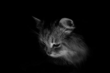  cat 