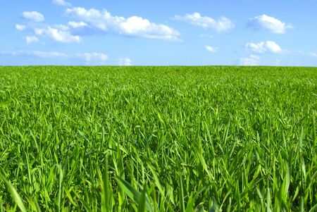 field on a background of the blue sky