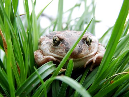 toad                              の写真素材