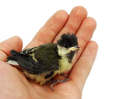  titmouse                   の写真素材