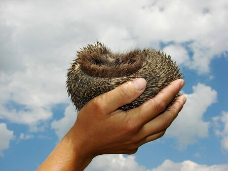 Hedgehog                            の写真素材
