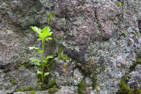 Green plant growing on  rockの写真素材