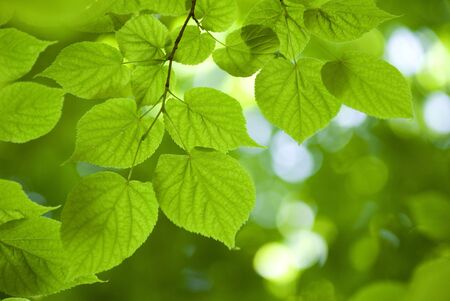 green leaves background 