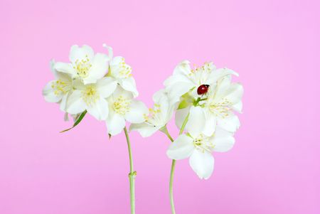 jasmine flower on pink background の写真素材