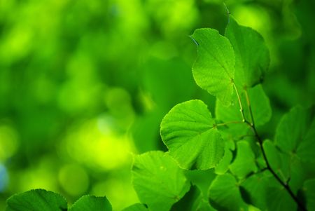 green leaves の写真素材