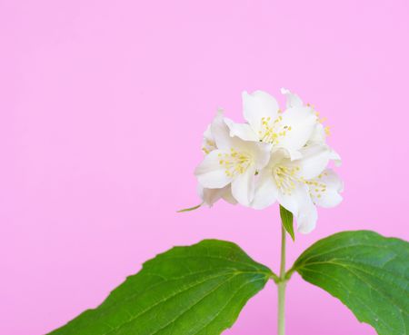 jasmine flower の写真素材