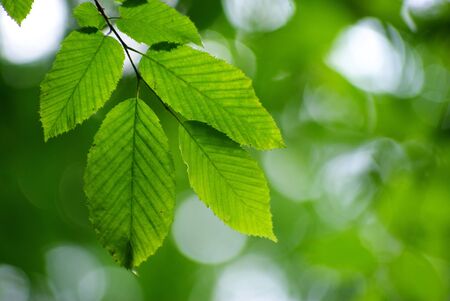 green leaves background