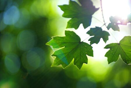 green leaves background in sunny day