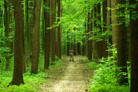  forest