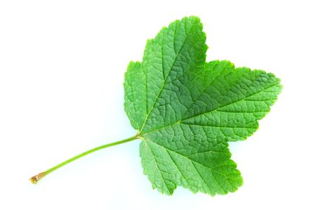 green leaf の写真素材