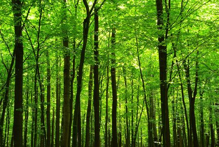  forest 