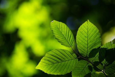 green leaves background の写真素材