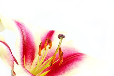 pink lily flower isolated on a whiteの写真素材